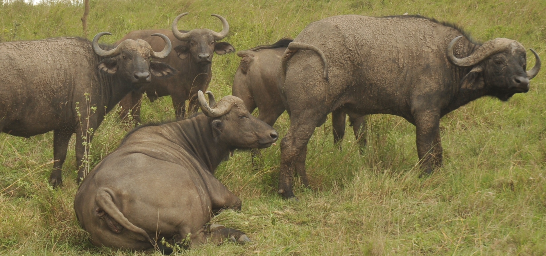 Image result for buffaloes in lake nakuru