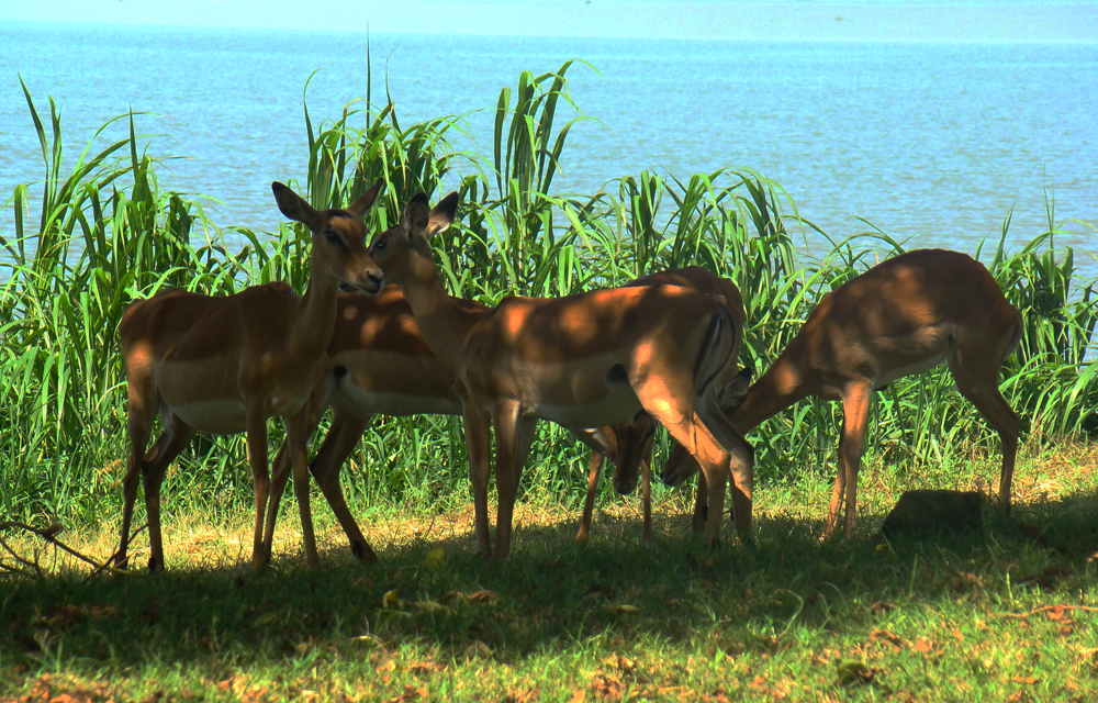 Image result for impala sanctuary kisumu