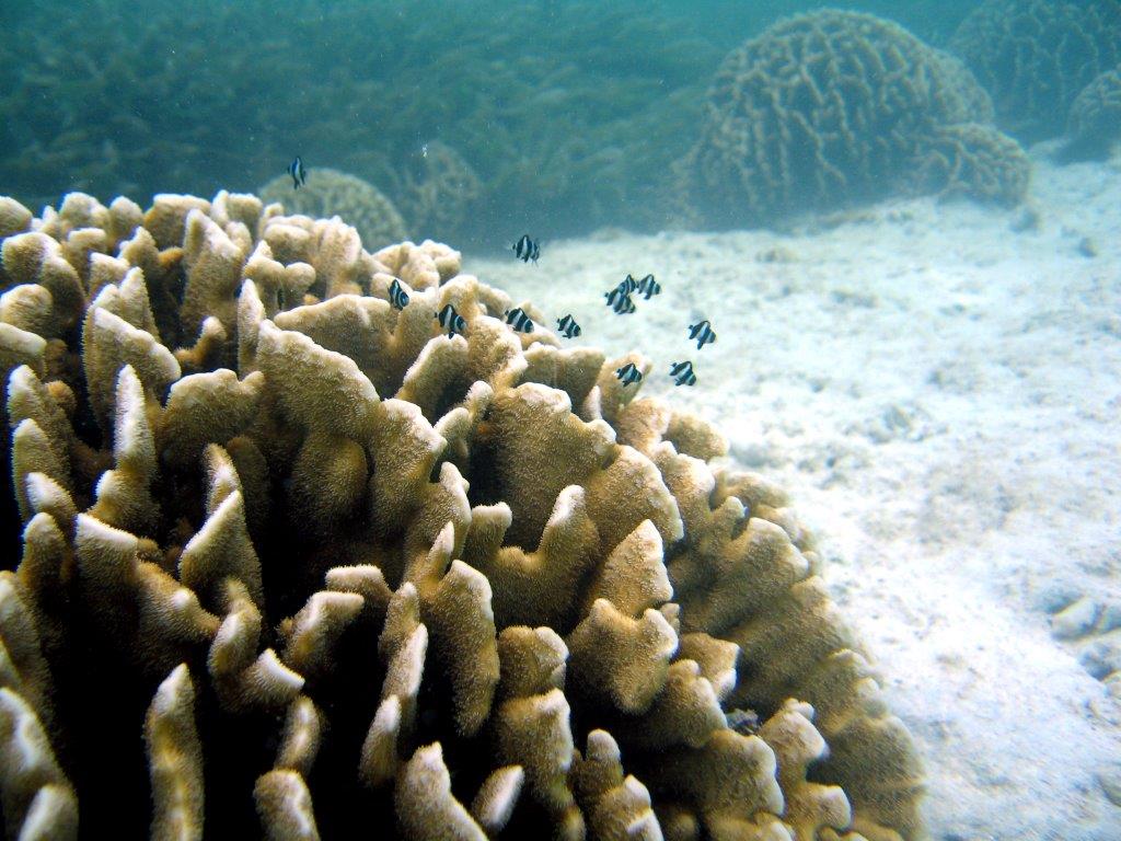 A “roller coaster” ride as we explore the world under water of the Kenyan Coast