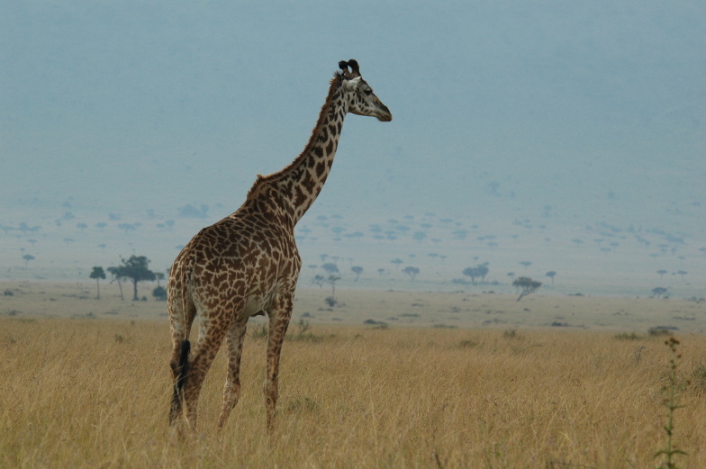 AERIAL TOTAL COUNT OF ELEPHANTS, BUFFALOES AND GIRAFFES IN THE TSAVO-MKOMAZI ECOSYSTEM IN FEBRUARY, 2017.