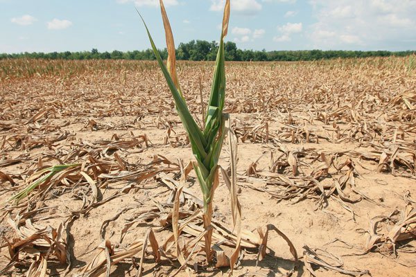 EFFECTS OF CURRENT DROUGHT ON WILDLIFE DISPERSAL