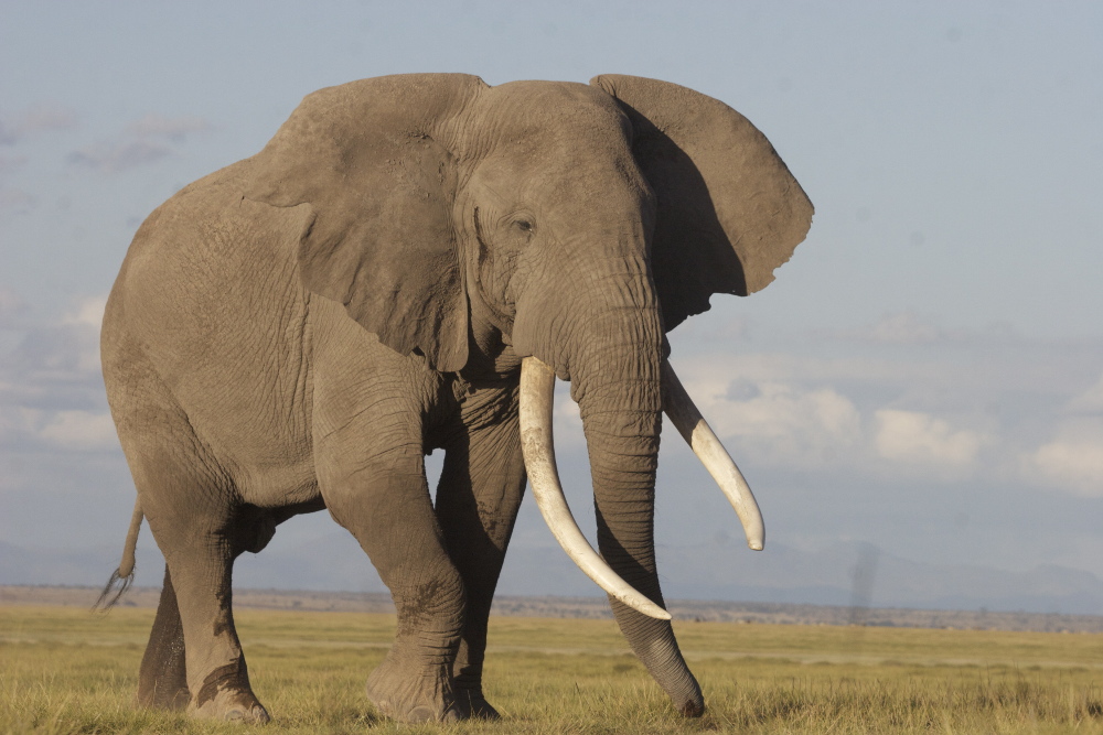 WORLD ELEPHANT DAY