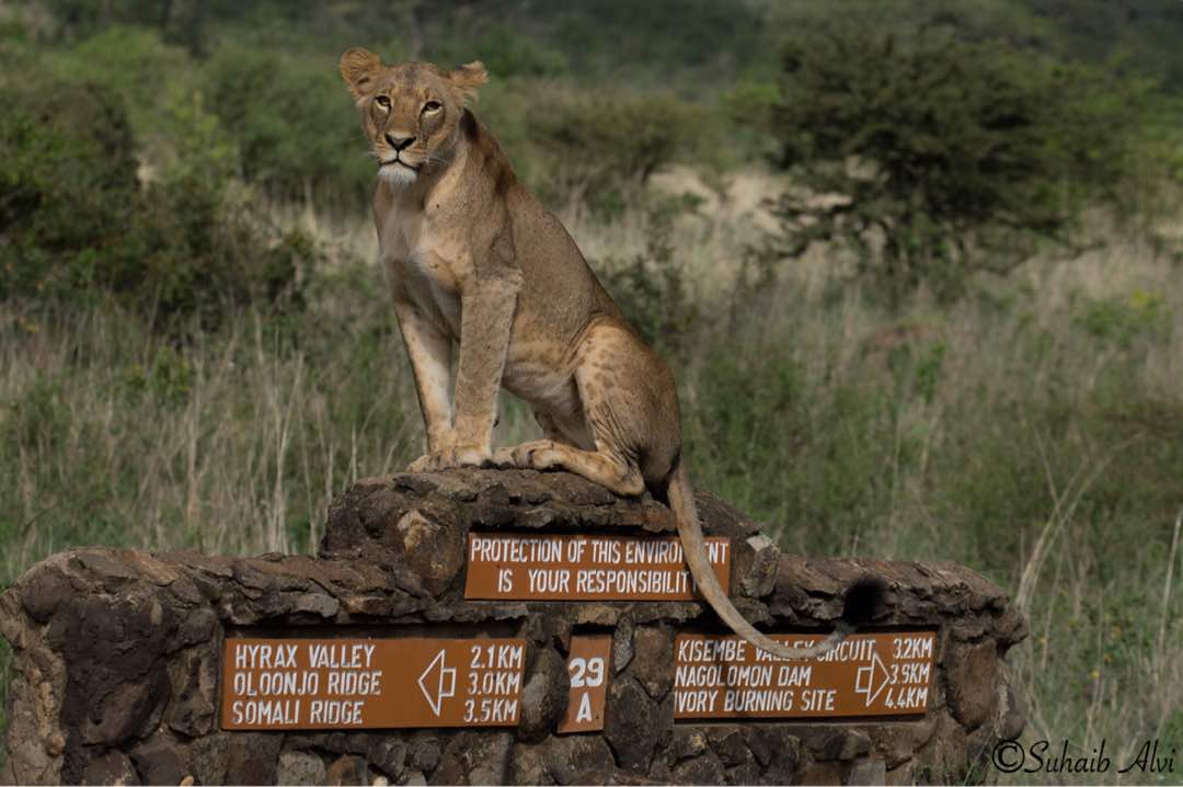WORLD LION DAY