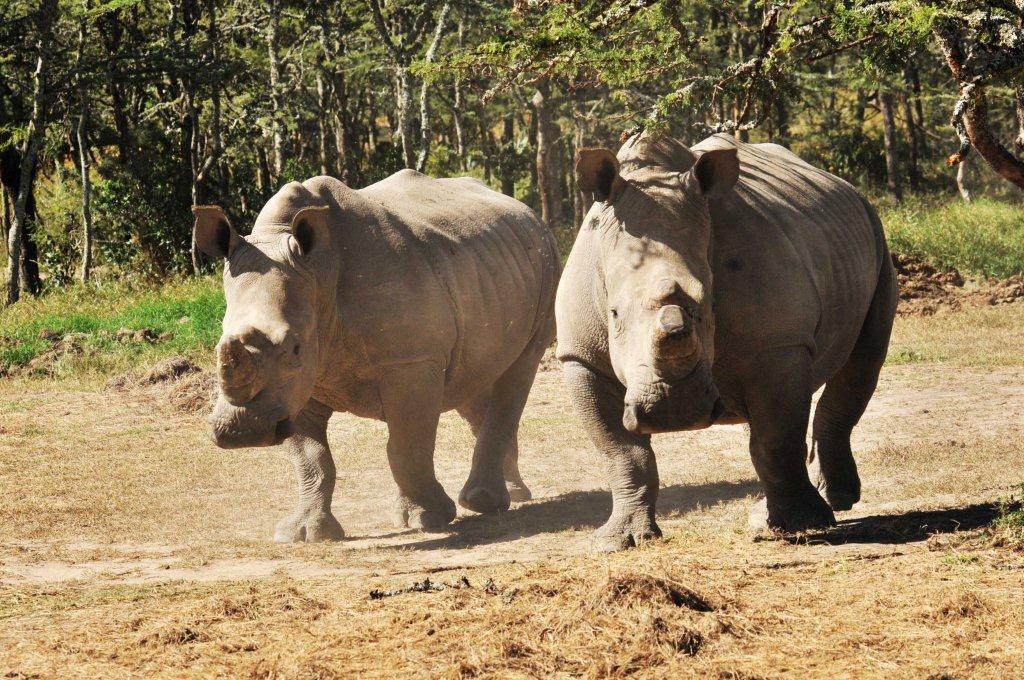 CALL FOR PUBLIC PARTICIPATION IN NATIONAL WILDLIFE POLICY