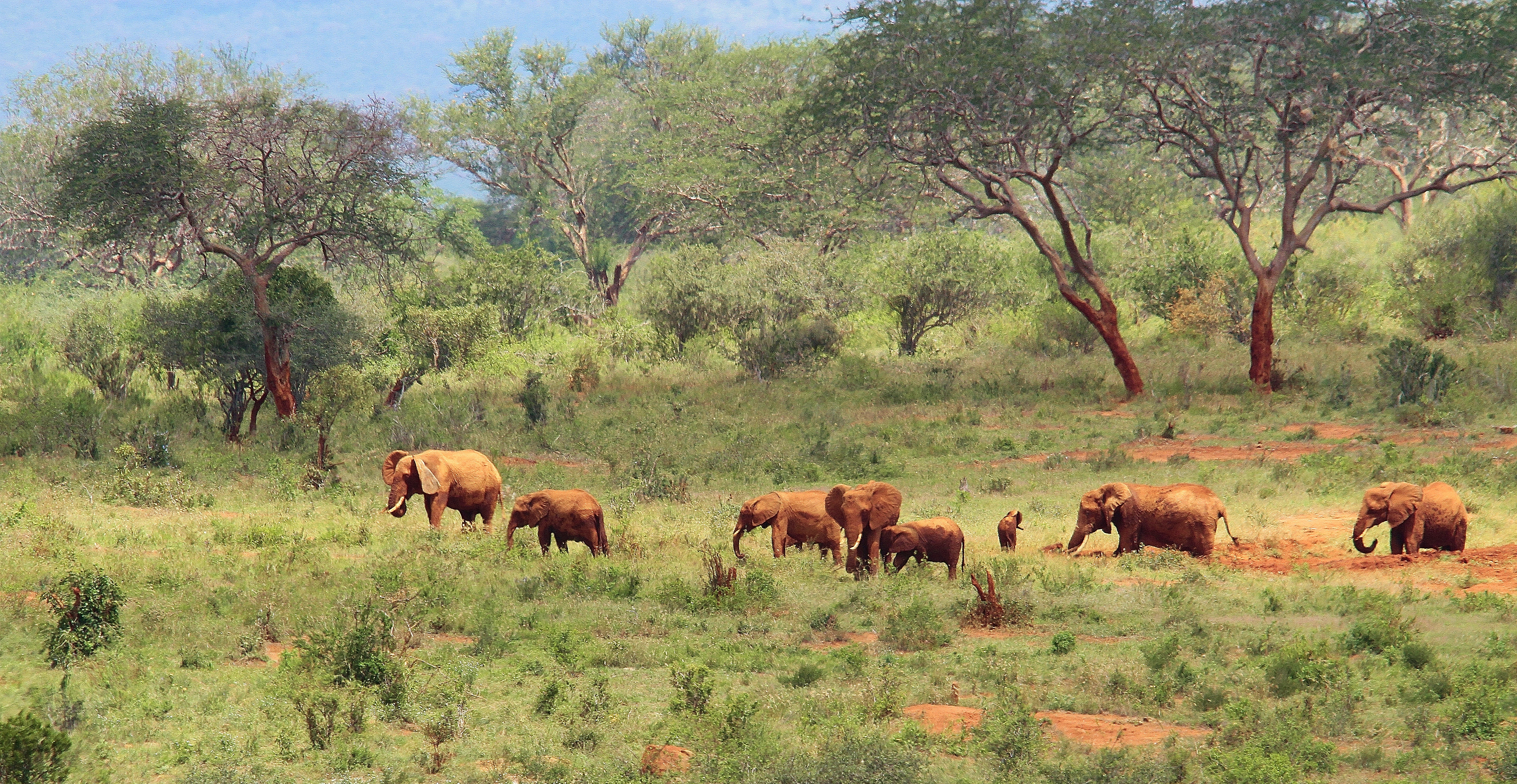 TSAVO-MKOMAZI ELEPHANT AERIAL SURVEY