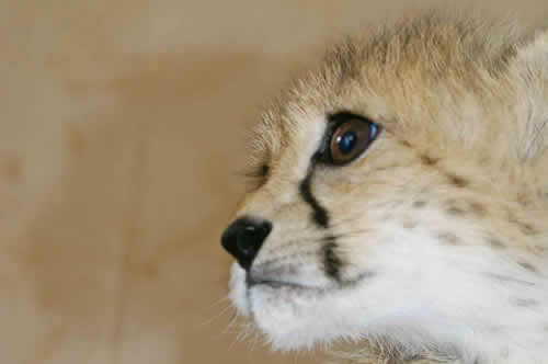 USAIN BOLT TO ADOPT A KENYAN CHEETAH CUB