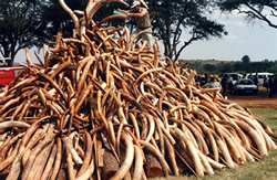 SIX SUSPECTED IVORY DEALERS CHARGED IN VOI COURT