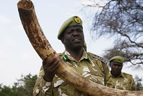 IVORY INTERCEPTED IN NAIROBI AND ADDIS ABABA