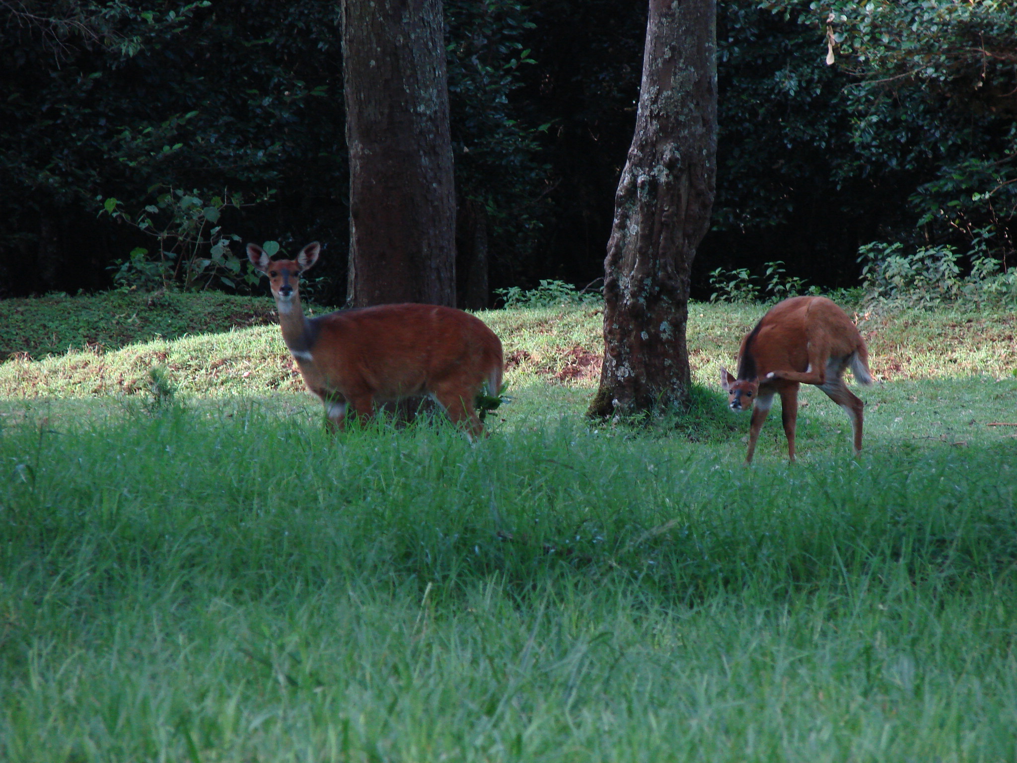 Untamed Wilderness, Secluded Splendor