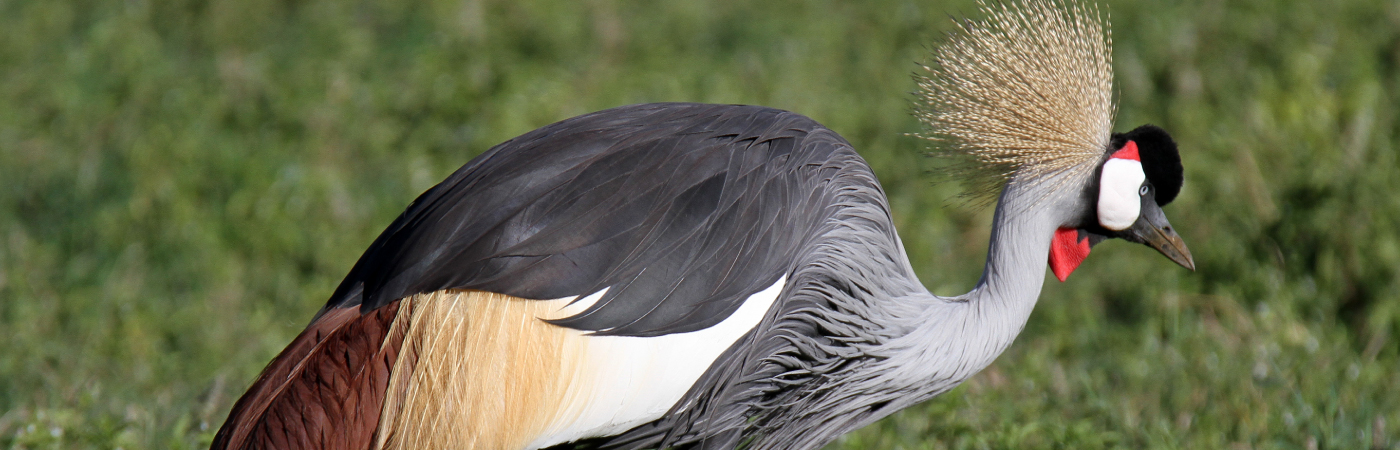 The World’s only Wildlife Capital