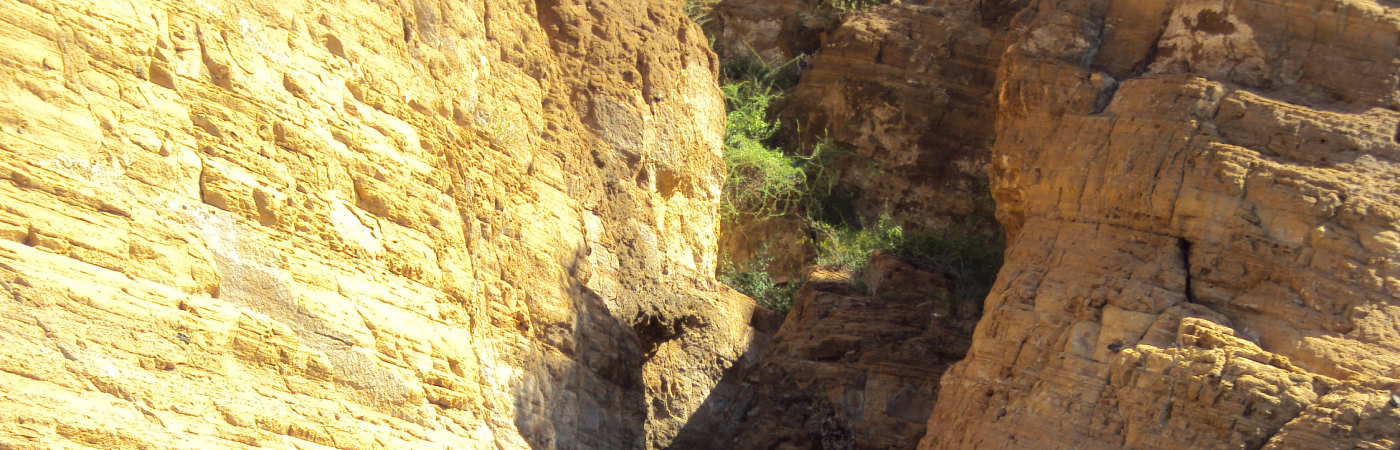 Haven of the Green Turtle