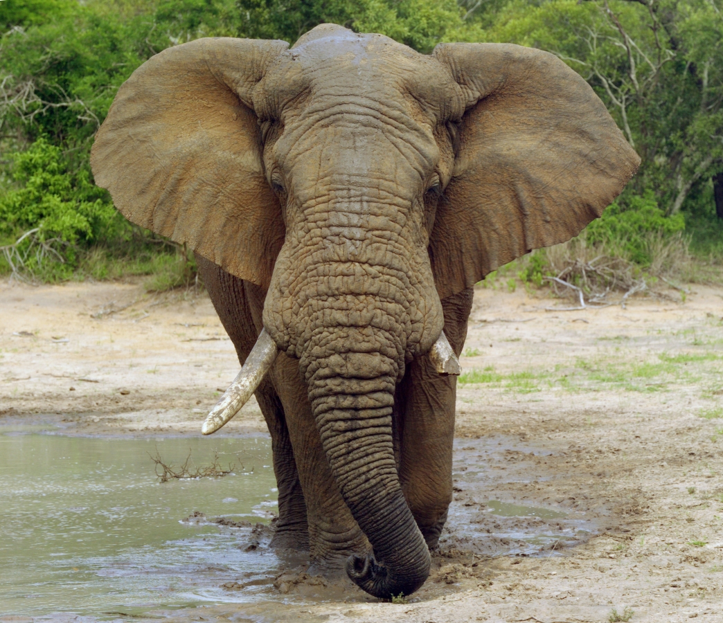 KENYA CELEBRATES WORLD ELEPHANT DAY