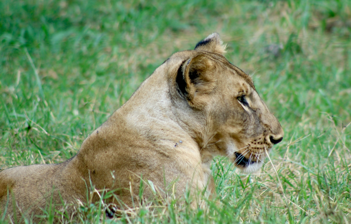 KWS CELEBRATES WORLD LION DAY