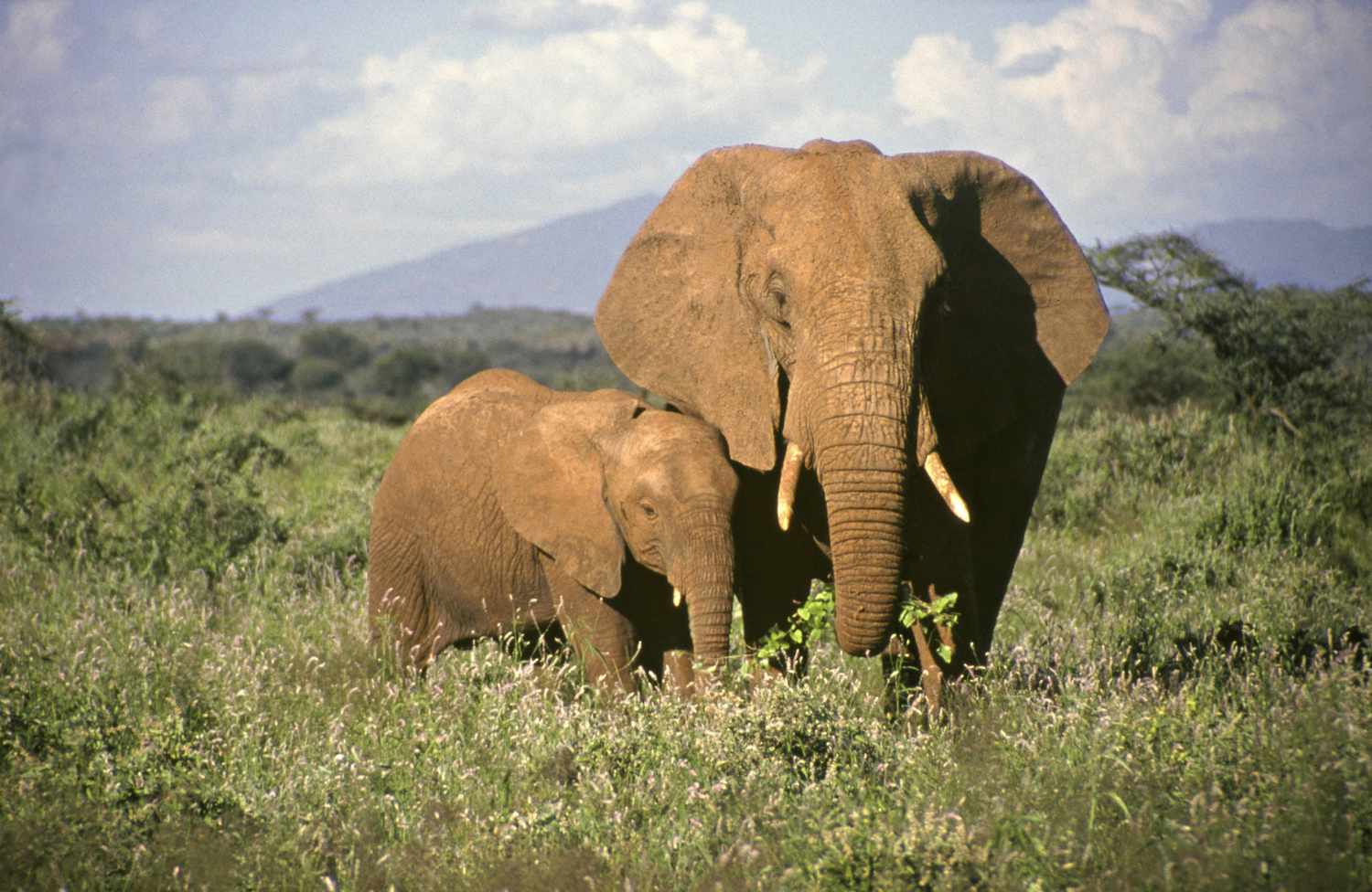 kws