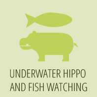 Underwater Hippo and Fish Watching
