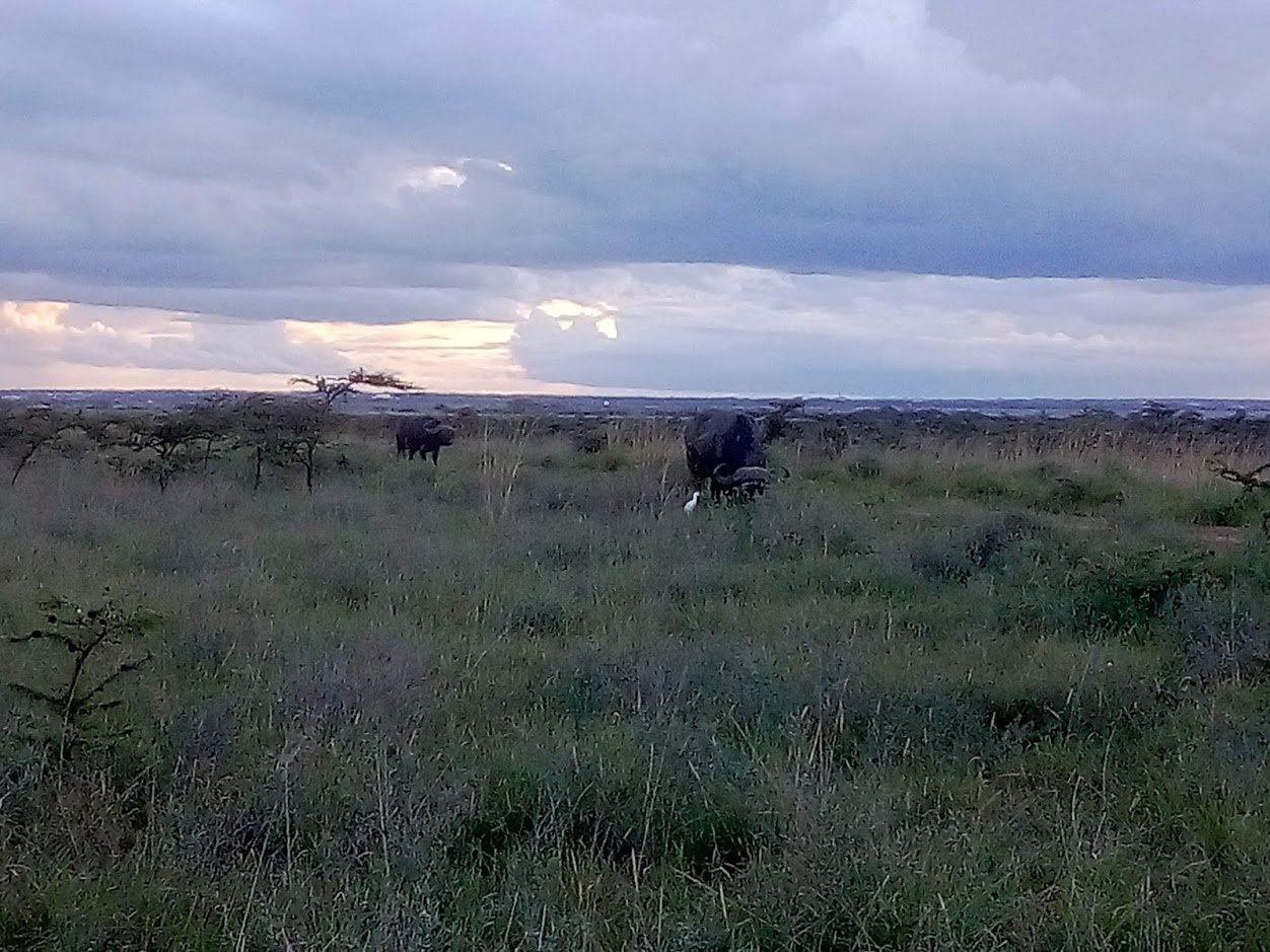Buffalo in Nairobi Park