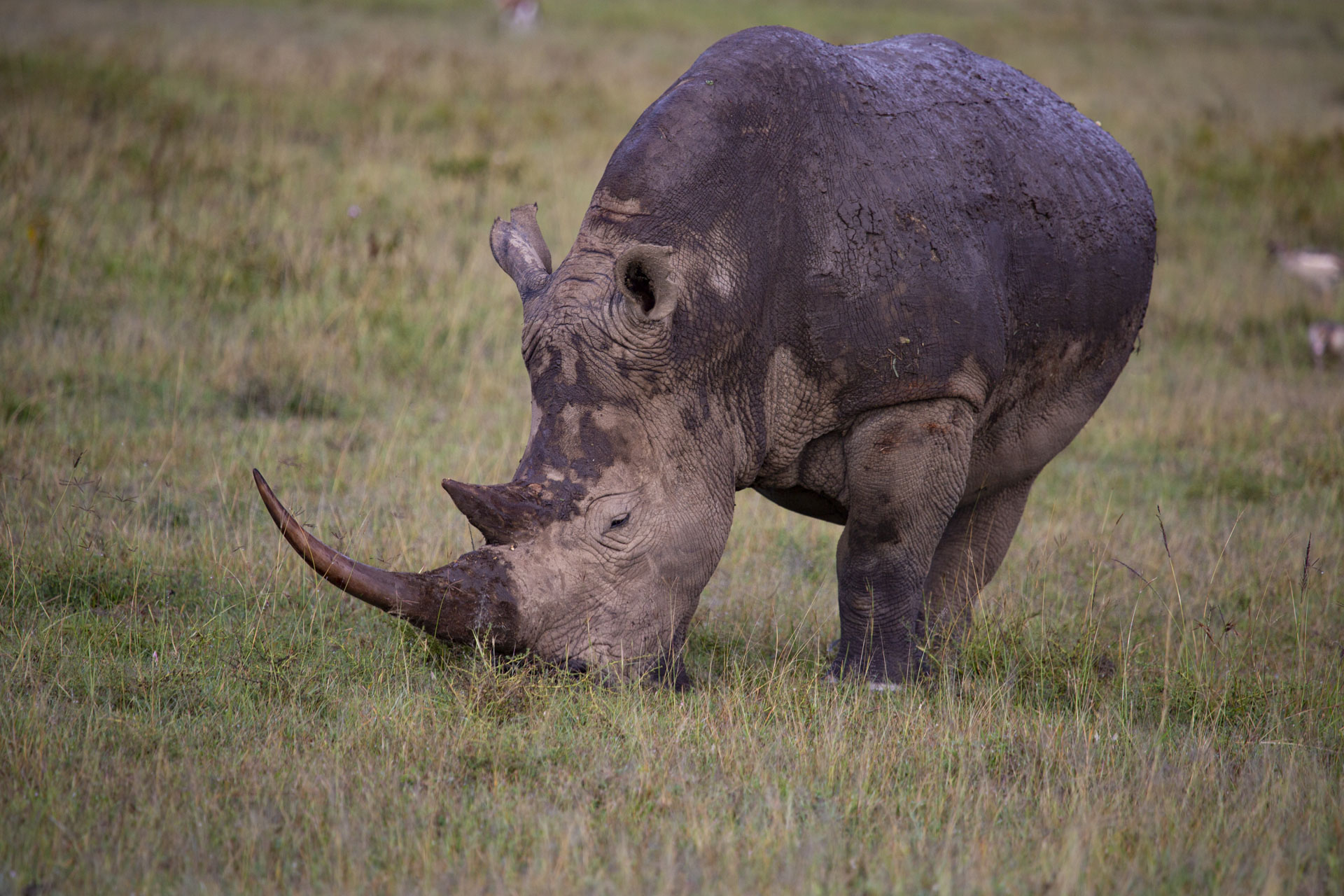 Rhino in the wild
