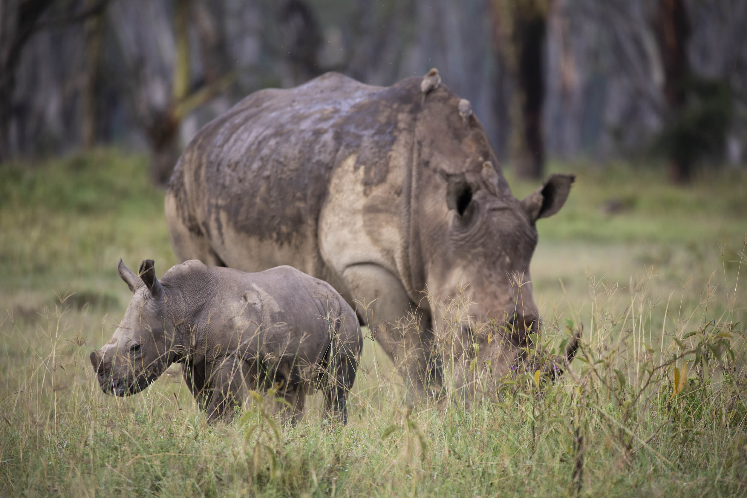 Mother and calf
