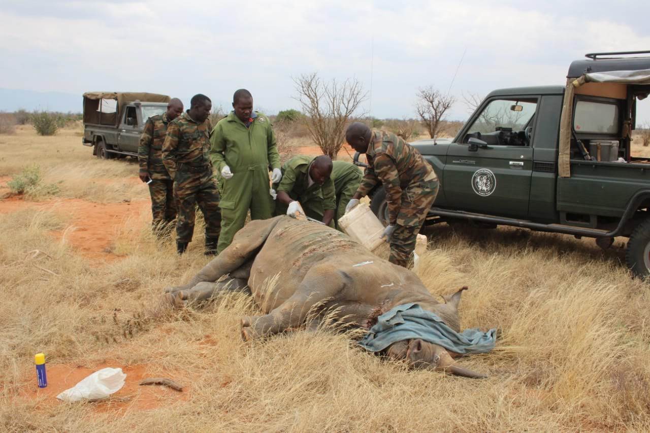 It is customary to cool tranquilized rhinos using water during treatment