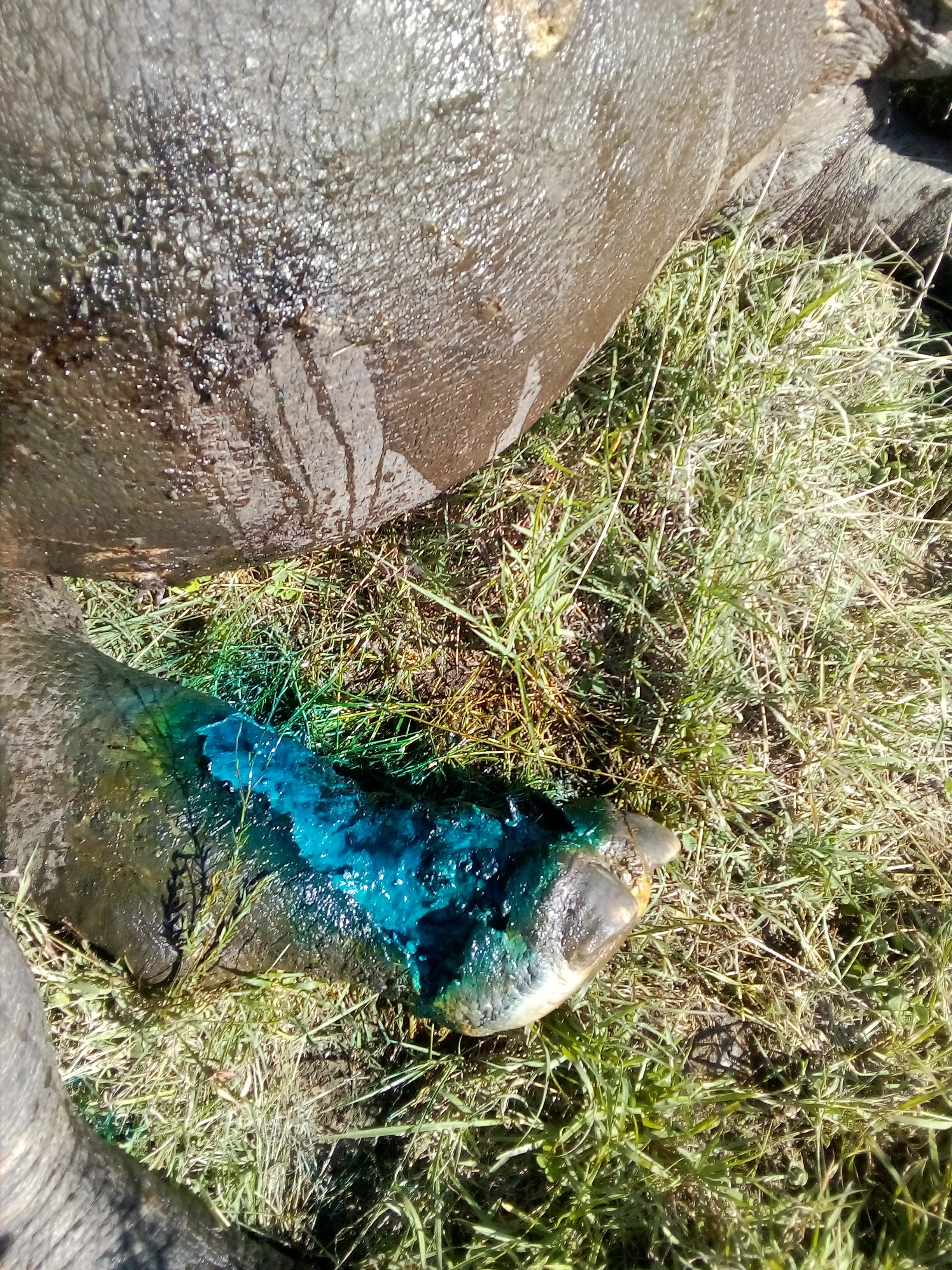 A close-up of the treated injury