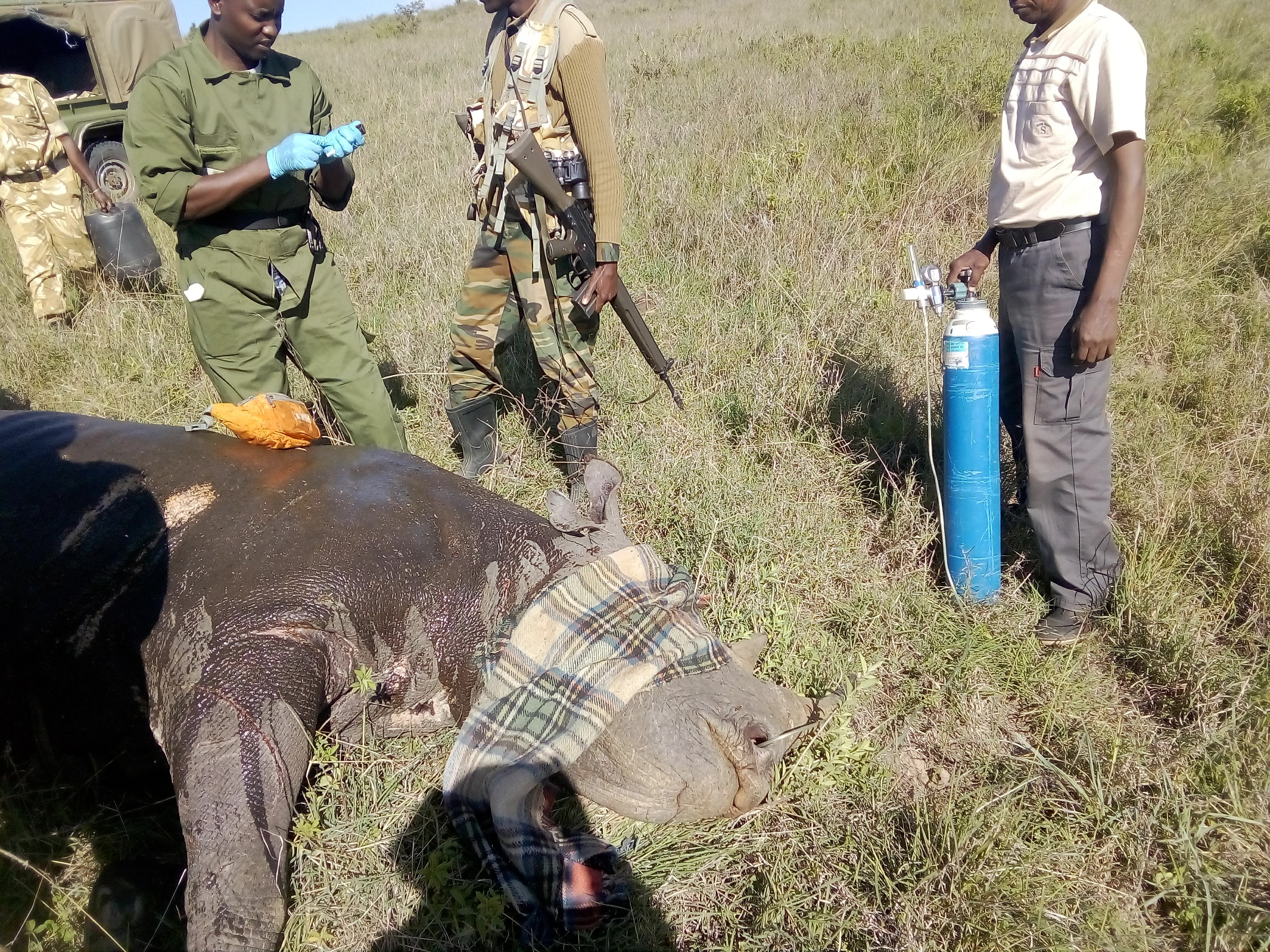 Tranquilized rhino undergoing treatment