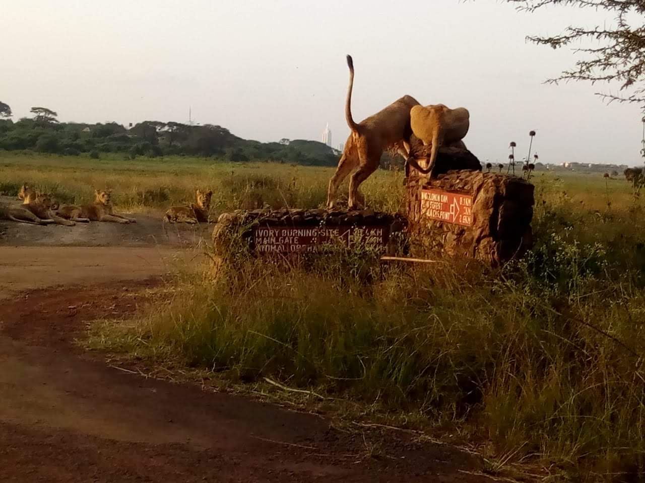 Nairobi Park lionesses pose great danger to a solitary rhino calf