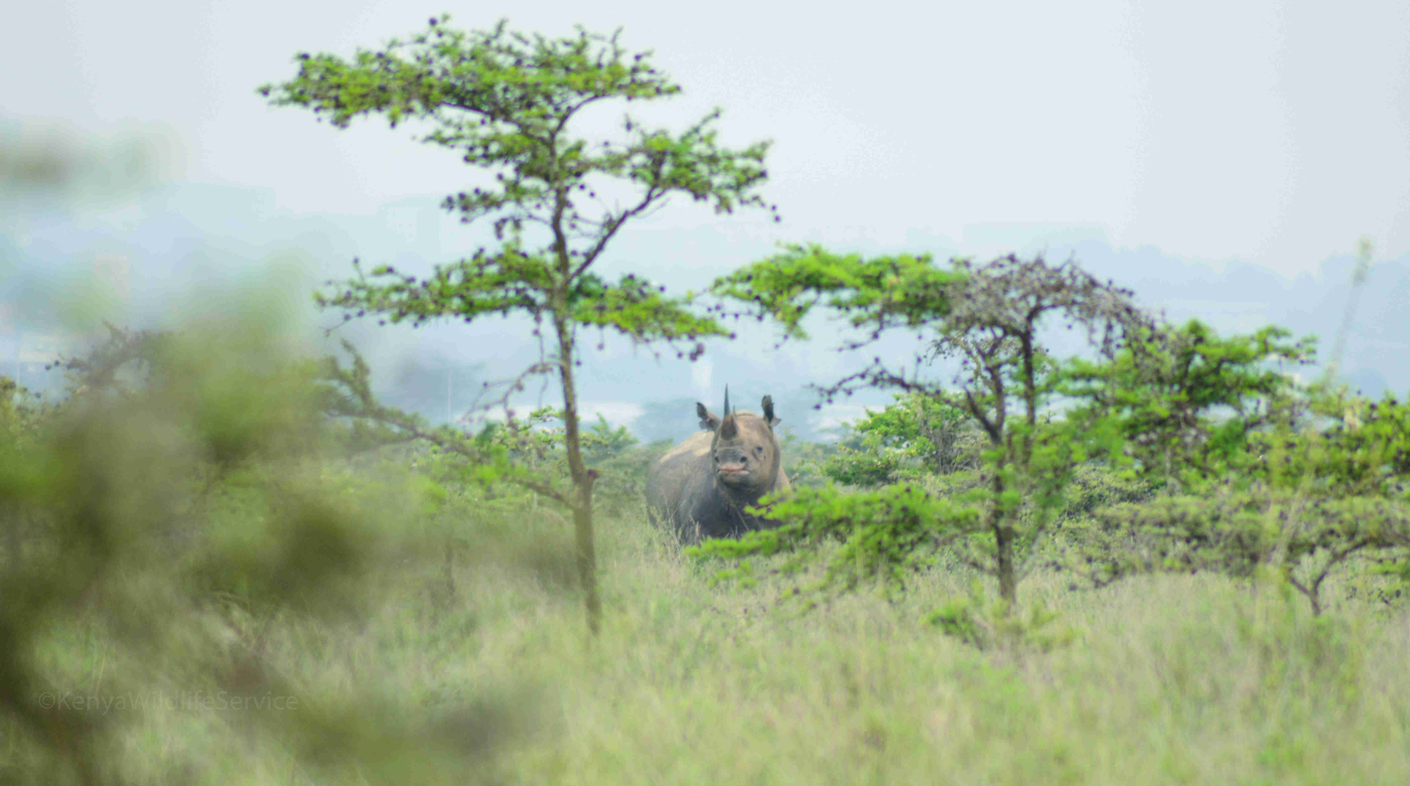 rhino