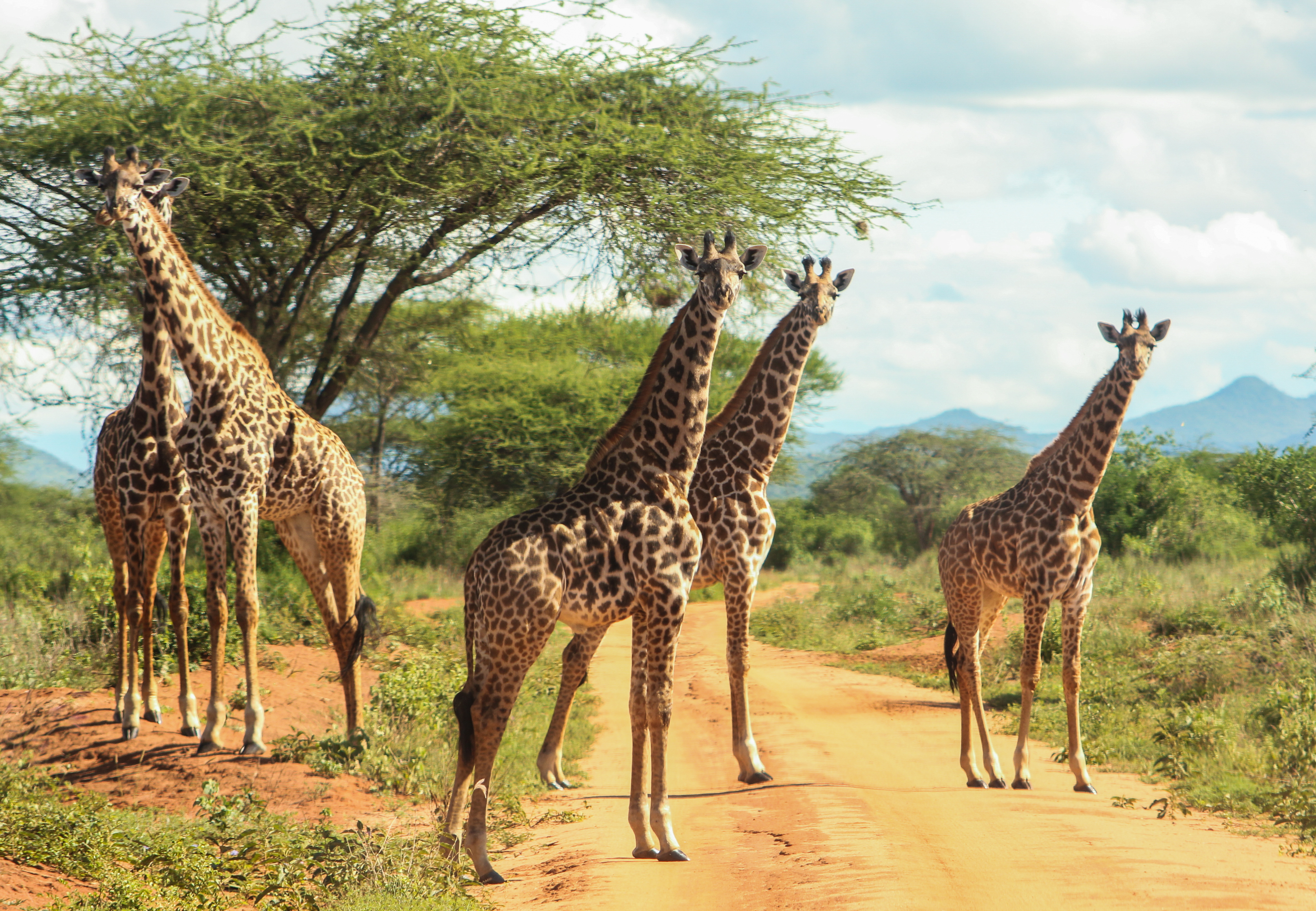 kws
