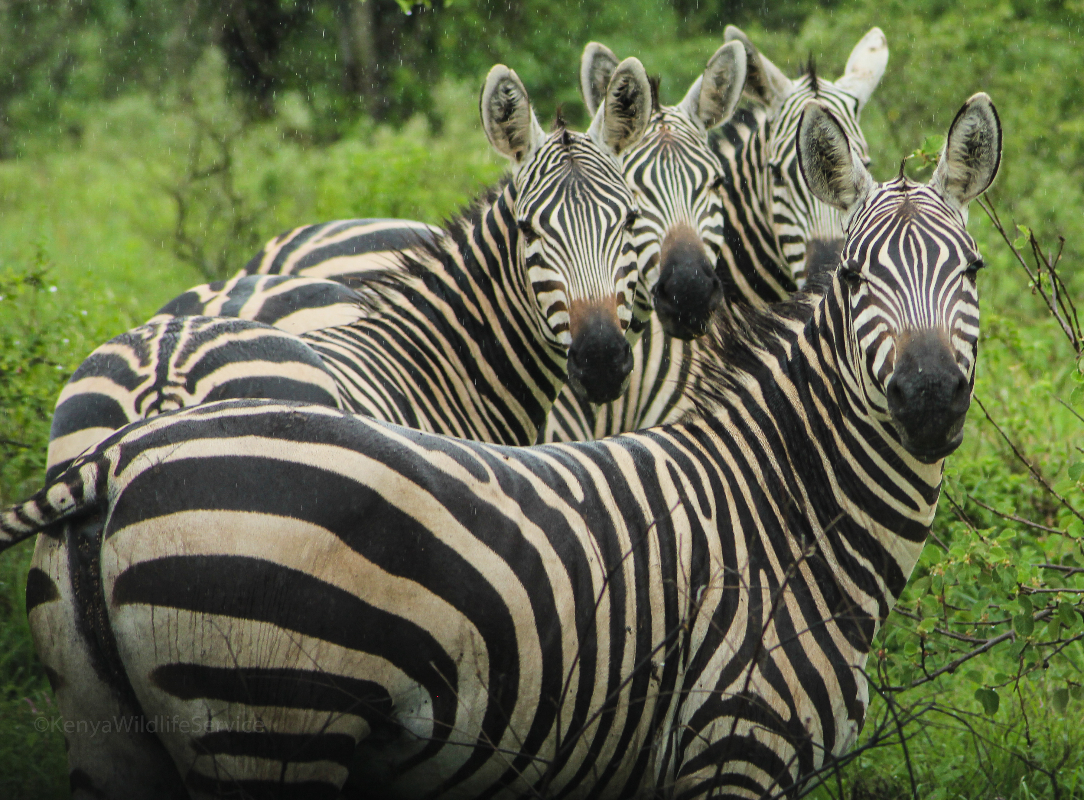 kws