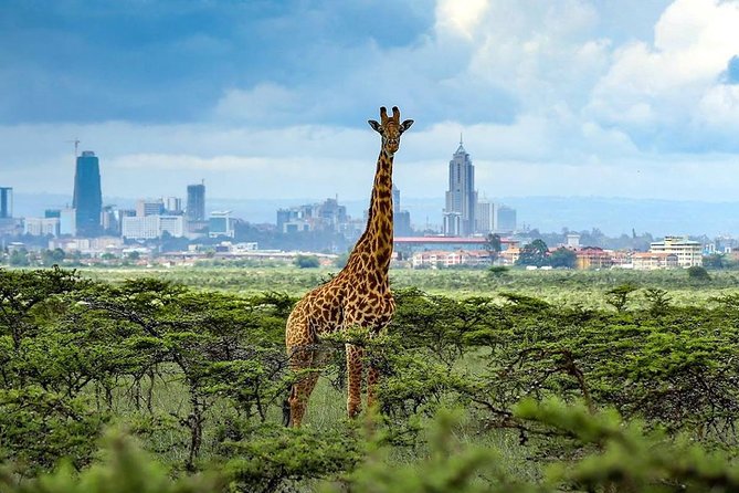 Nairobi park is adjacent to Nairobi city. Picture courtesy KWS