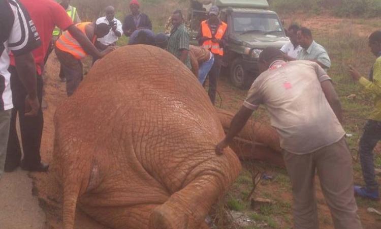 DEATH OF ELEPHANT FROM ROAD ACCIDENT ON MOMBASA ROAD