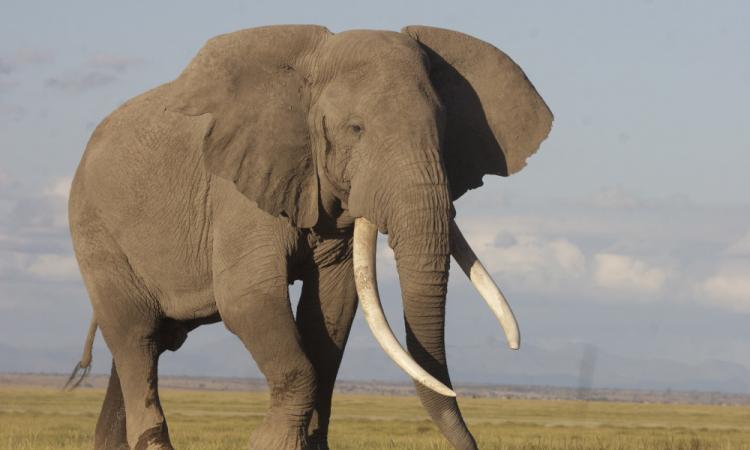WORLD ELEPHANT DAY