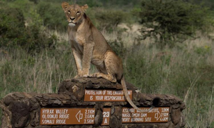 WORLD LION DAY