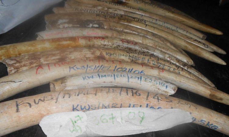 RESULTS OF NATIONAL INVENTORY OF ELEPHANT IVORY AND RHINO HORN