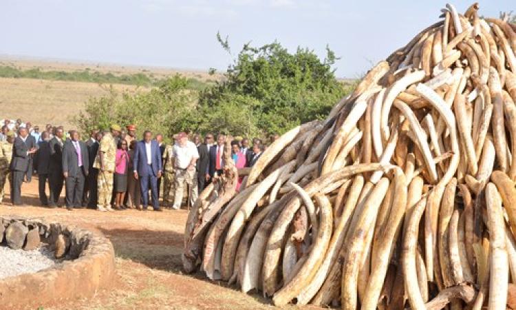 KENYA TO DESTROY ALL IVORY STOCKPILES BY END OF 2015