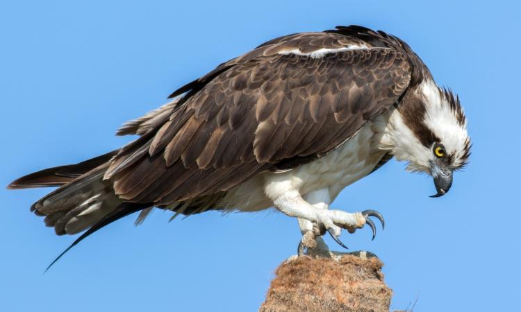 osprey