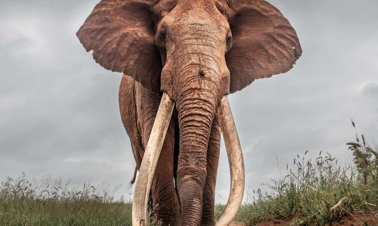 kws