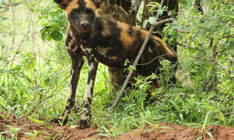 spotted hyena