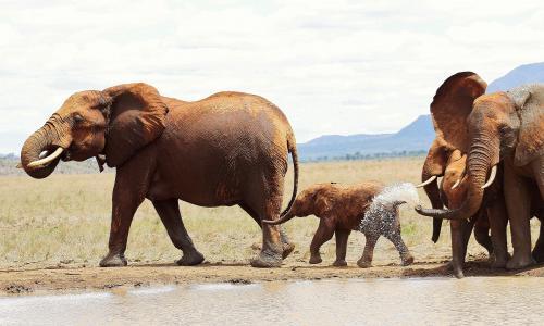 Tsavo East National Park | Kenya Wildlife Service